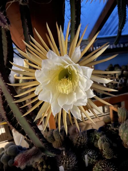 Kopfstecklinge von selenicereus grandiflorus